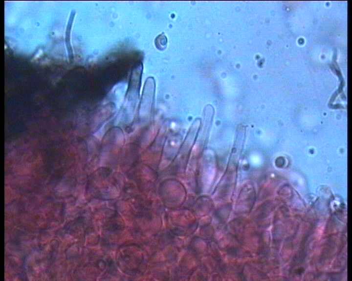 Hydropus atramentosus (Kalchbr.) Kotl. & Pouz.